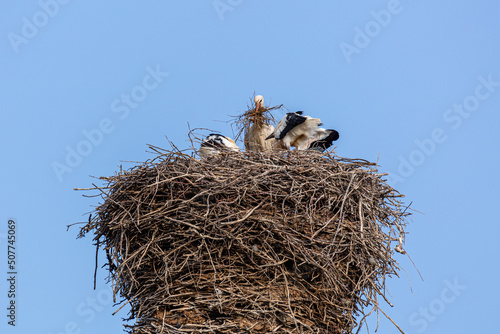 Ciconia ciconia. Young White Storks and adult contributing material to the nest.