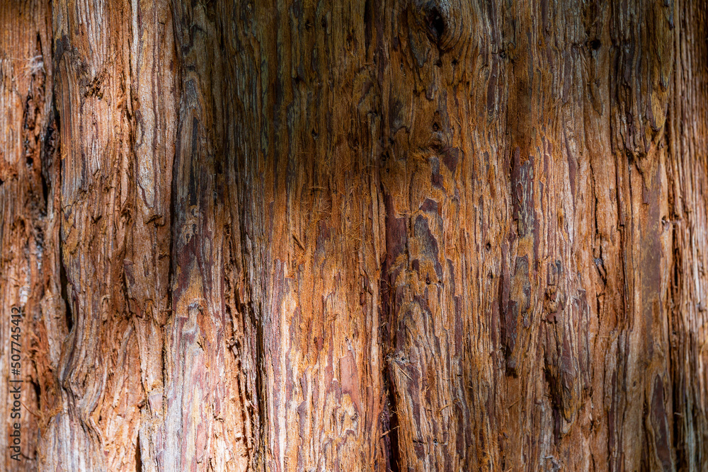 Tree bark background. Tree bark background.