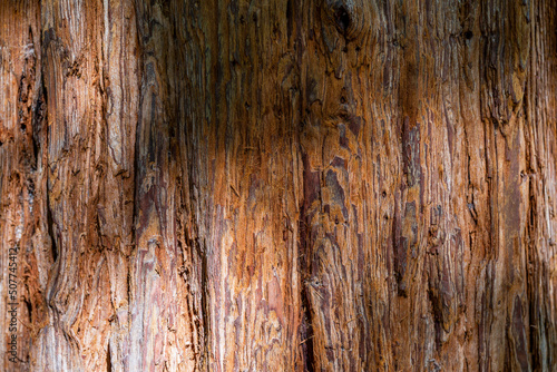 Tree bark background.