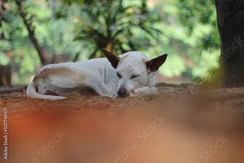 Abandoned dog peacefully sleeping outside, Stray dog sleeping in the park © Alif_Mahamud