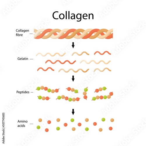 Amino acids, peptides, collagen. medical illustration in cartoon style.