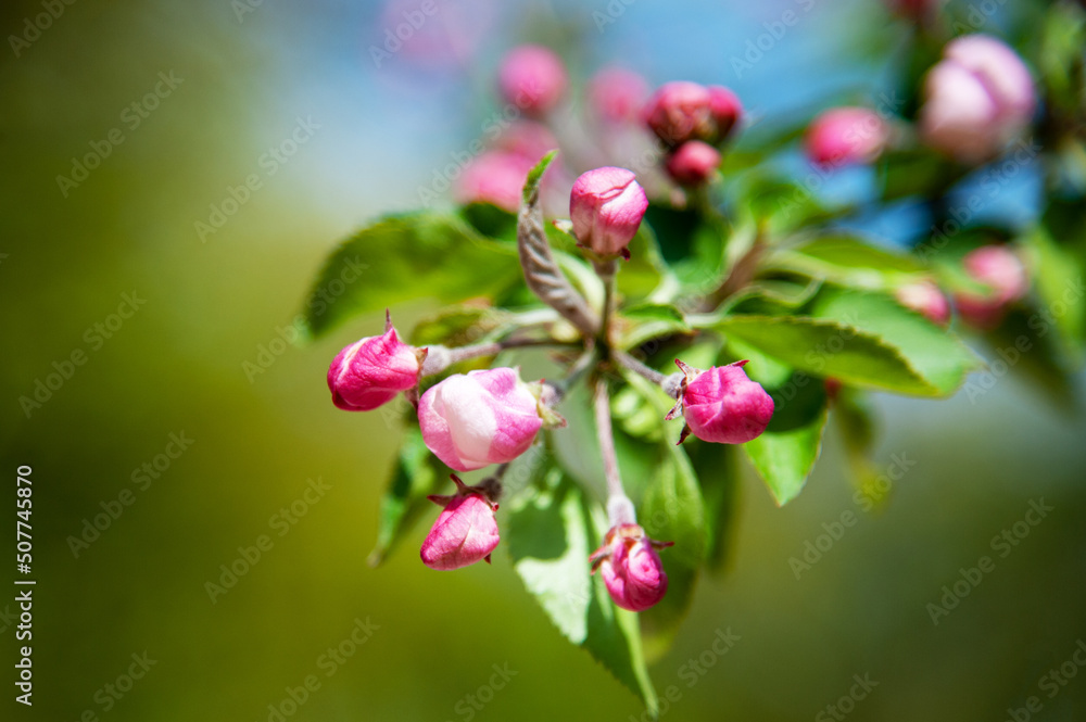 Blooming apple tree in the spring garden. Blooming apple tree in the spring garden.