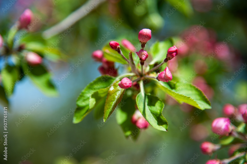 Blooming apple tree in the spring garden. Blooming apple tree in the spring garden.