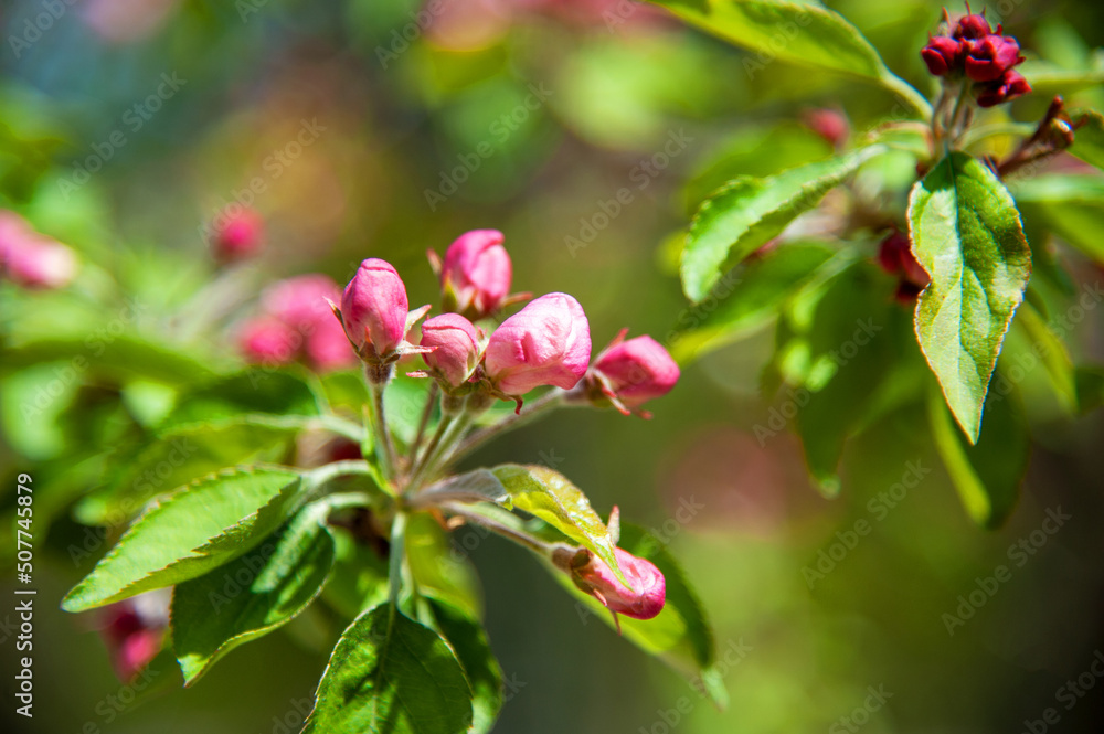 Blooming apple tree in the spring garden. Blooming apple tree in the spring garden.