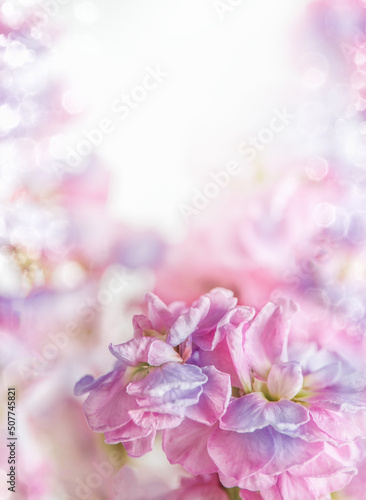Dreamy floral background with pink and purple pastel colors flowers at bokeh backdrop with natural sunlight. Beautiful blossom. Front view.