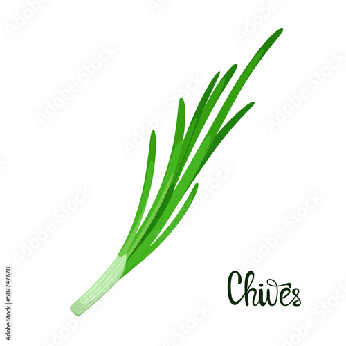 Chives on a white background. Herbs. Vector illustration.