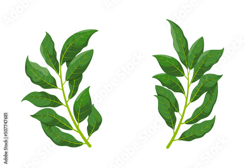 Bay leaves on a white background. Vector illustration.
