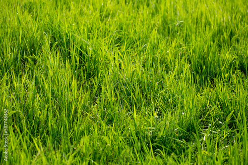 Grass green juicy and fresh texture as background