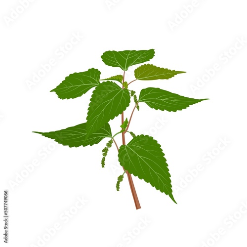 Vector illustration, Urtica dioica also known as nettle, isolated on white background.