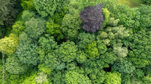 Summer in forest aerial top view. Mixed forest  green deciduous trees. Soft light in countryside woodland or park. Drone shoot above colorful green texture in nature. High quality photo
