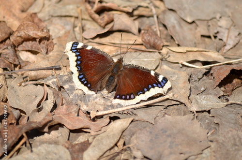 butterfly on a flower