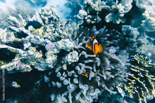 Foto Clownfish near sea anemones