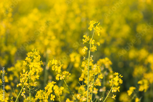 Oilseed rapes blooming in spring photo