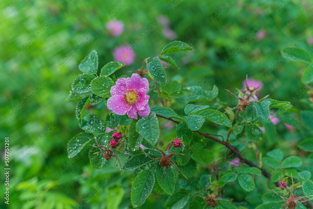 Fototapeta premium Flowers- soft focus effect. Depth of field