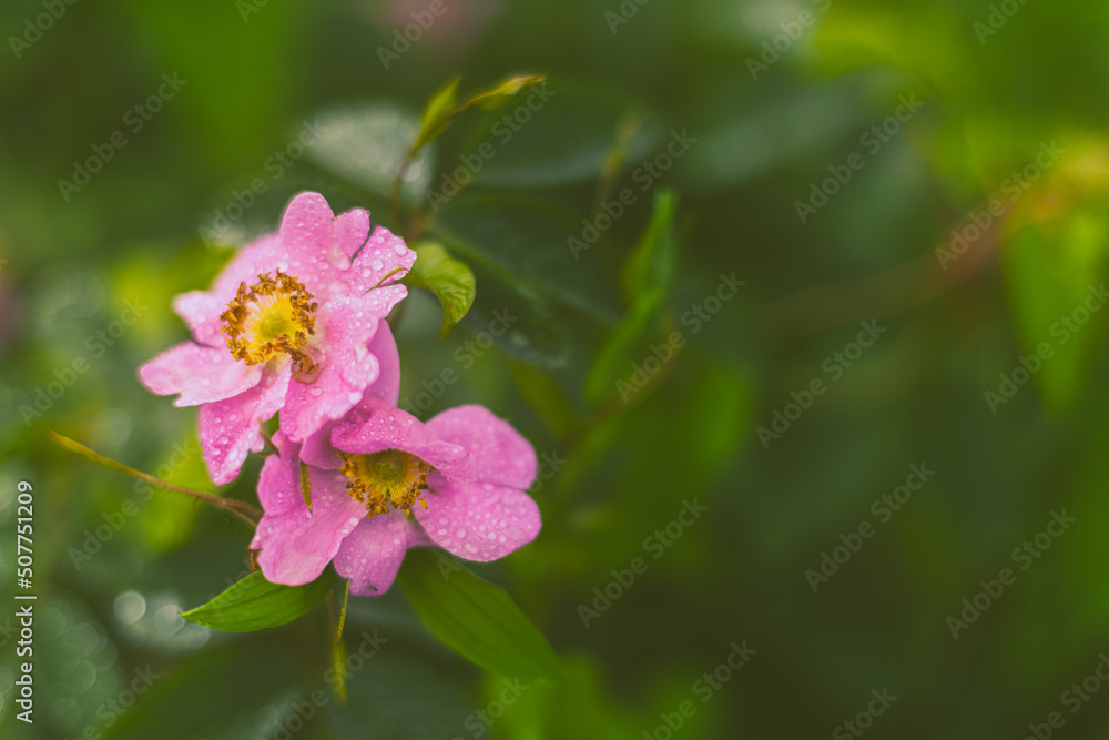 Flowers- soft focus effect. Depth of field Flowers- soft focus effect. Depth of field
