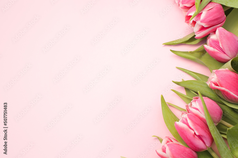.Fresh tulips. .Fresh tulips.