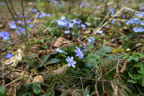 Beautiful liverwort flowers in forest
