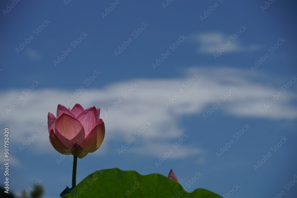 Fototapeta premium 夏に咲く赤い蓮花