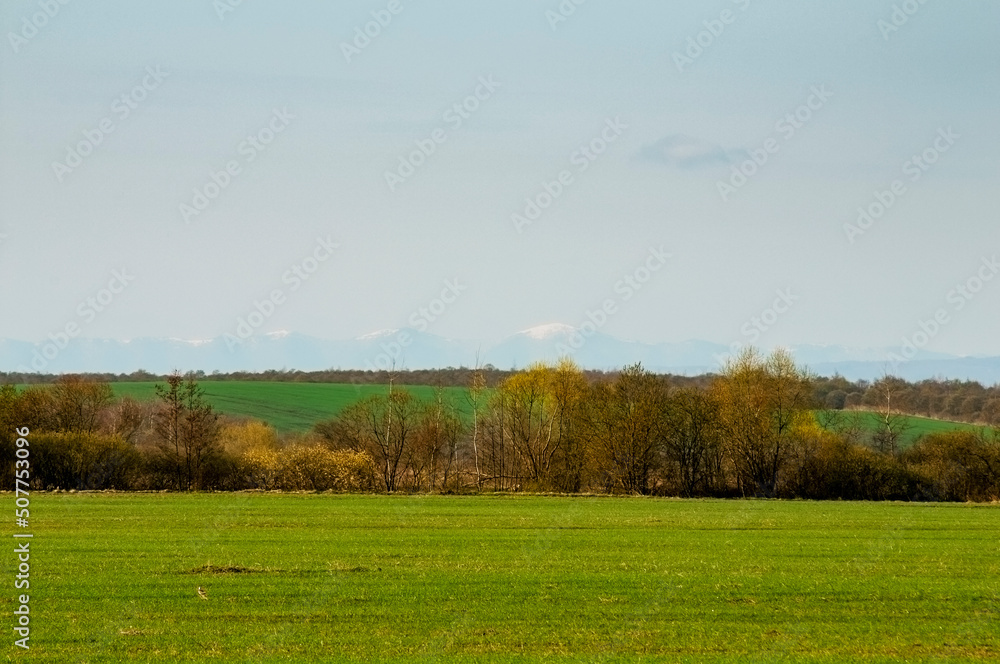 Young plantings in a spring field on a background of snow-capped peaks, solar heat. Young plantings in a spring field on a background of snow-capped peaks, solar heat.
