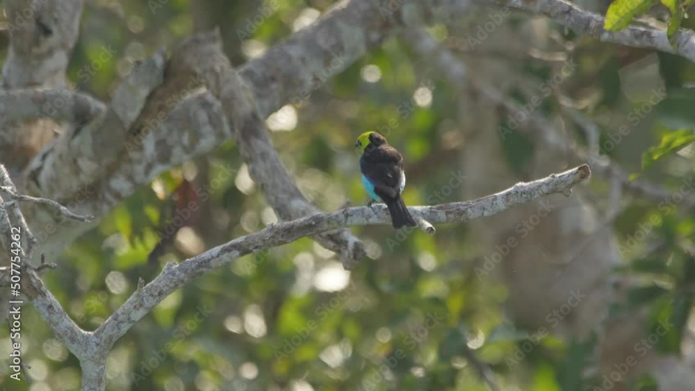 Paradise Tanager sits calmly on branch as second bird flies by. Tambopata Reserve. Paradise Tanager sits calmly on branch as second bird flies by. Tambopata Reserve.