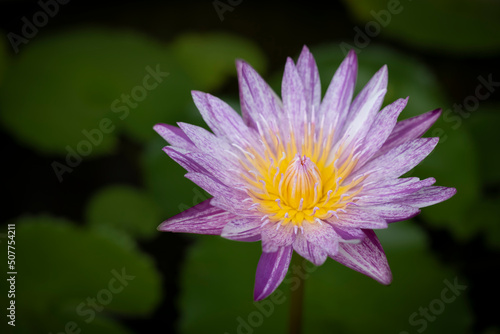 A single purple-white lotus flower with yellow pollen is blooming in the natural sunlight on the green lotus leaves backgrounds. Water lily.