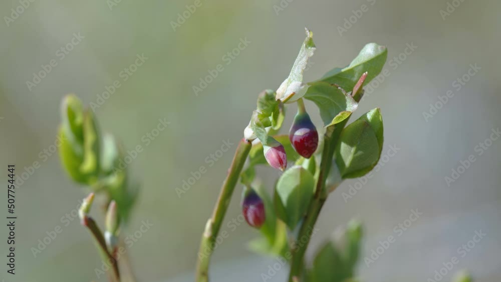 The blossoming flower of the blueberry plant blooming into one on a hot sunny day in Estonia The blossoming flower of the blueberry plant blooming into one on a hot sunny day in Estonia