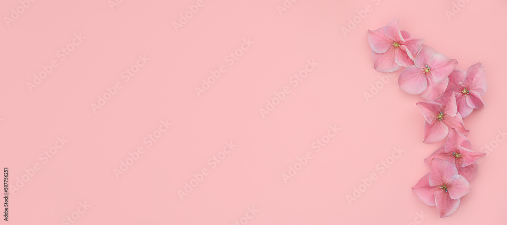Fototapeta premium banner flora hydrangea petals on pink background