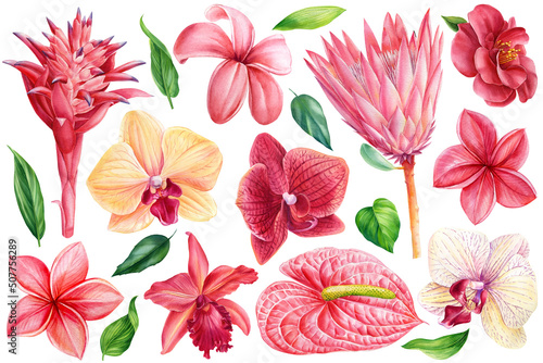 Set of watercolor flowers on isolated background. Plumeria, protea, orchid, anthurium photo