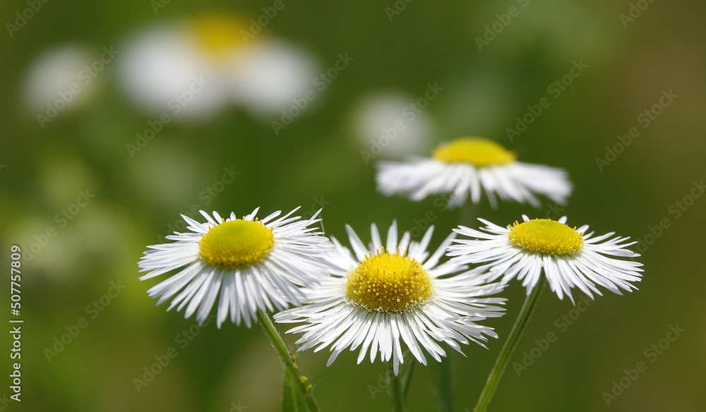 Small-scale annual - plant flower Small-scale annual - plant flower