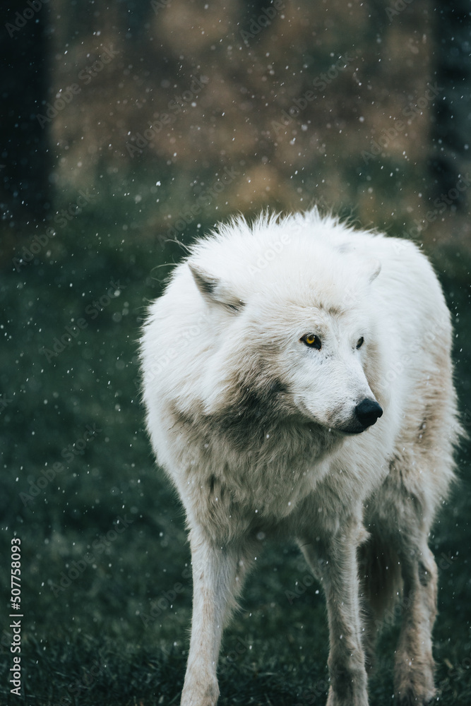 Obraz premium Wolfdog 5