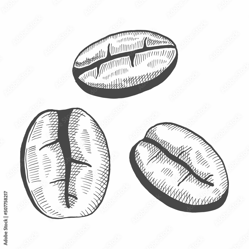 Fototapeta premium coffee beans lover single isolated hand drawn sketch with outline style