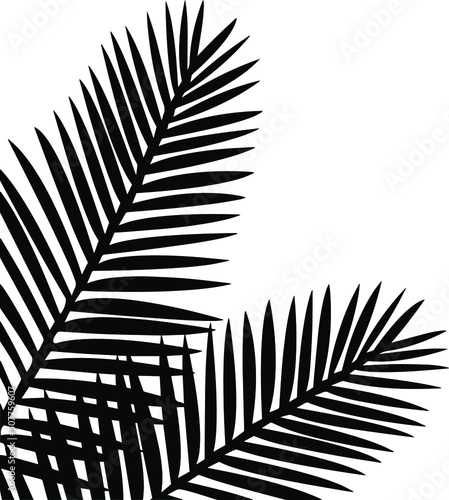 Palm tree leaves silhouette vector, isolated on white background, holiday and nature concept, fill with black color, palm trees leaf shadow, symbol idea, side view