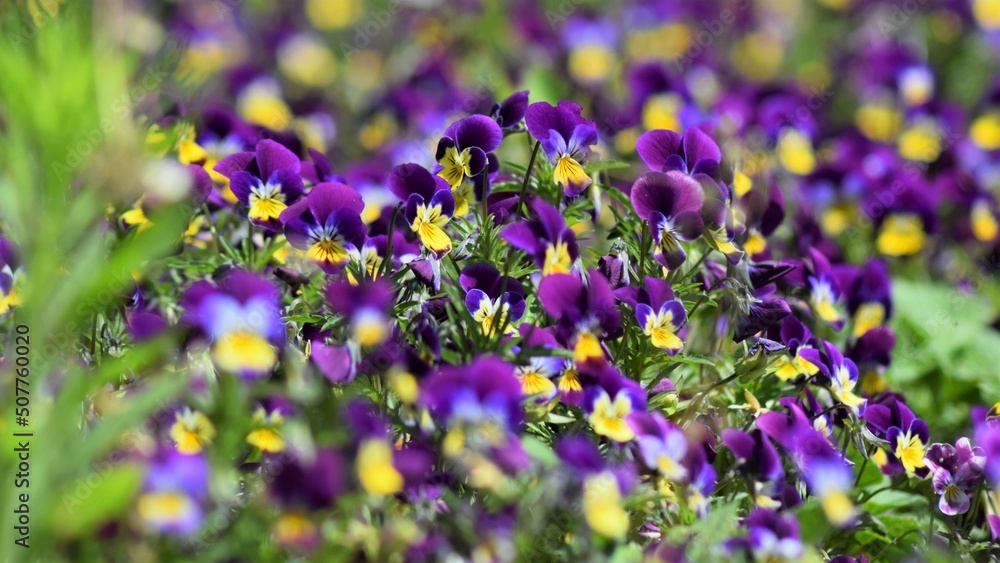 Fototapeta premium Blumen