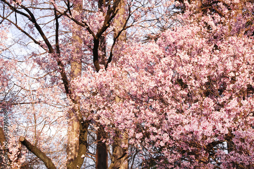 Photography Blossoming sakura in Shinjuku Gyoen national garden, Tokyo, Japan
