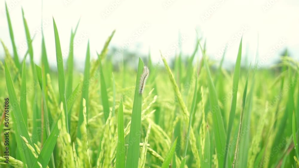 a caterpillar clinging on the leaf of paddy plant. crop pests clips. a caterpillar clinging on the leaf of paddy plant. crop pests clips.