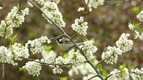 Wild chestnut sided warbler, setophaga pensylvanica hopping on the branch of beautiful blooming white plum tree and fly away, wildlife close up shot in spring season. photo
