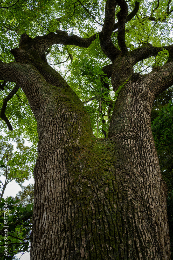 Naklejka premium Tall, old and green trees in a park located in the center of Tokyo, Japan