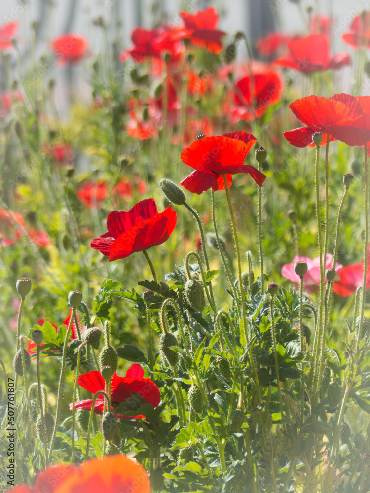 Obraz premium poppies in the field