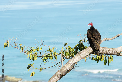 Red headed vulture looking for prey