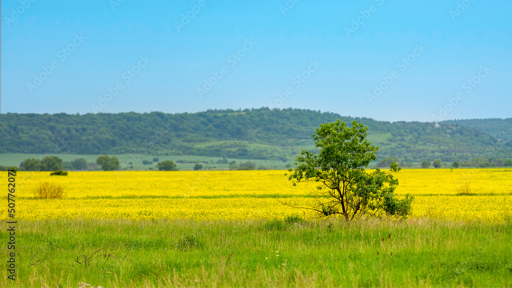 Nature of Ukraine. Tree on a background of yellow - green field and blue sky.
