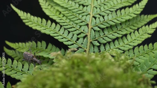 Tropical Rainforest With Two-banded Longhorn Beetle - Rhagium Bifasciatum. Selective Focus Shot photo