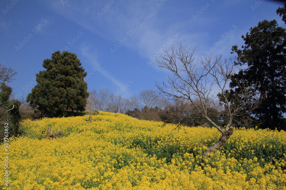 愛媛県　犬寄峠の黄色い丘