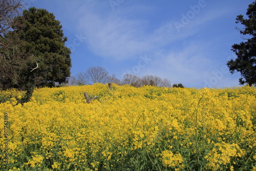 愛媛県 犬寄峠の黄色い丘
