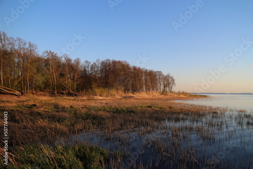 The shore of the lake at sunset the trees are still without leaves, in the foreground the first green slabs of reeds, spring landscape