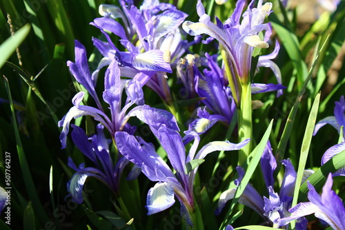 Iris versicolor is also commonly known as the blue flag, harlequin blueflag, larger blue flag, northern blue flag, and poison flag photo