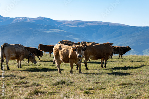 Fototapeta Naklejka Na Ścianę i Meble -  cows in the mountains