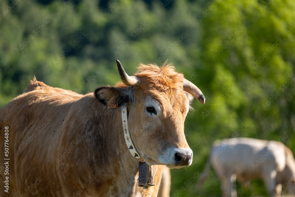 cow on a meadow