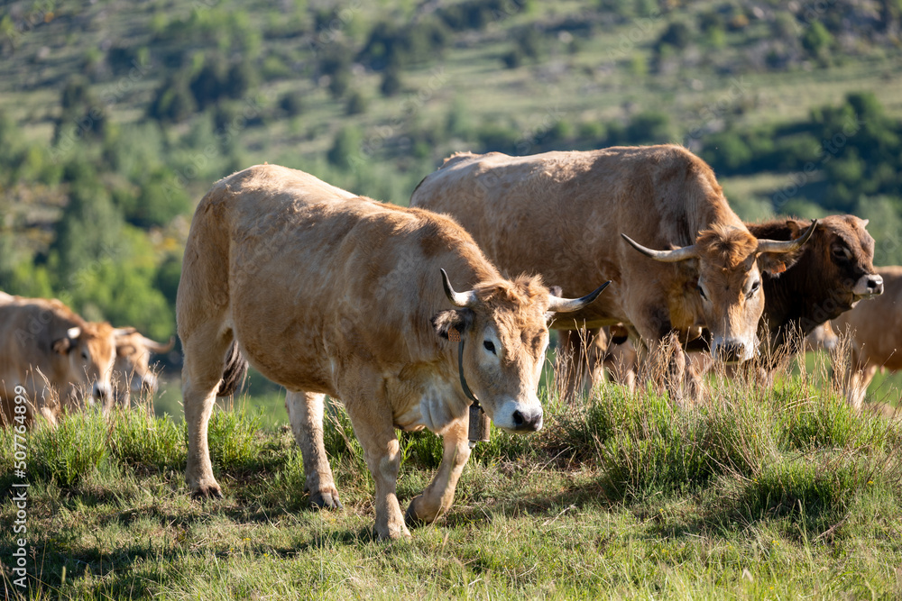 cows in the field cows in the field