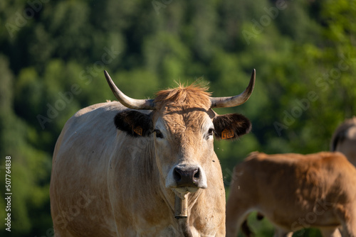 cow on a pasture