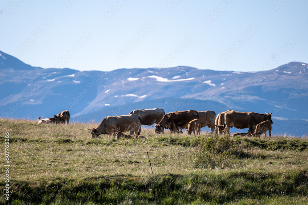 cows in the mountains